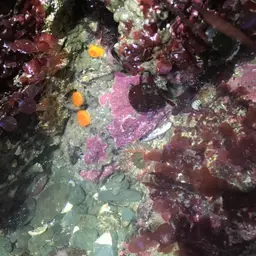 Orange Cup Coral, photo 8