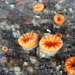 Orange Cup Coral, photo 9