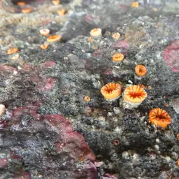 Orange Cup Coral, photo 10