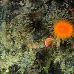 Orange Cup Coral, photo 11