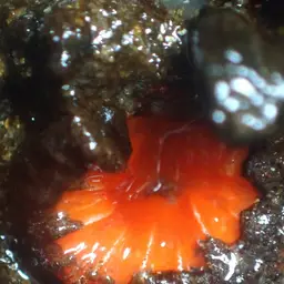 Orange Cup Coral, photo 12