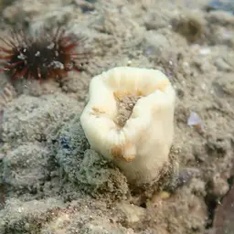 Tooth Coral, Scarlet Coral, photo 1