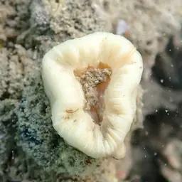 Tooth Coral, Scarlet Coral, photo 2