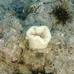 Tooth Coral, Scarlet Coral, photo 3