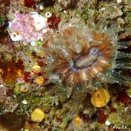Tooth Coral, Scarlet Coral, photo 4