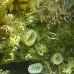 Tooth Coral, Scarlet Coral, photo 5