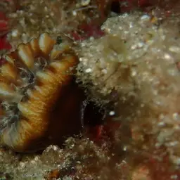 Tooth Coral, Scarlet Coral, photo 6