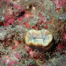Tooth Coral, Scarlet Coral, photo 7