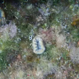 Tooth Coral, Scarlet Coral, photo 8