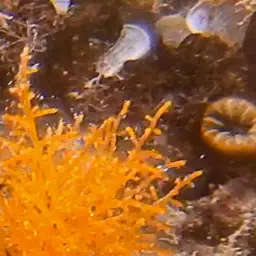 Tooth Coral, Scarlet Coral, photo 9