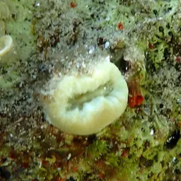Tooth Coral, Scarlet Coral, photo 10