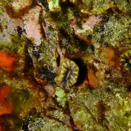 Tooth Coral, Scarlet Coral, photo 11