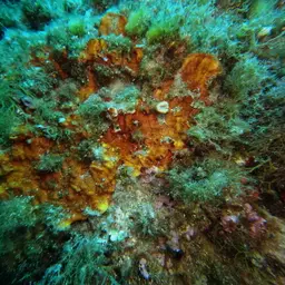 Tooth Coral, Scarlet Coral, photo 12