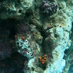 Balanophyllia galapagensis