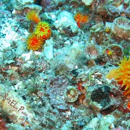 Balanophyllia helenae