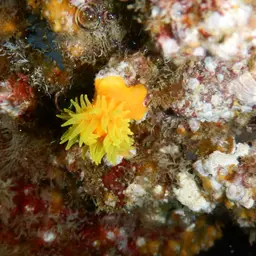 Balanophyllia helenae, photo 2
