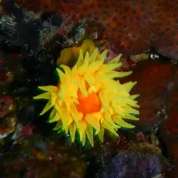 Balanophyllia helenae, photo 3