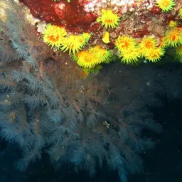 Balanophyllia helenae, photo 4