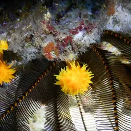 Balanophyllia helenae, photo 5