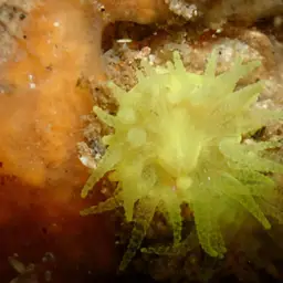 Scarlet-and-gold Star Coral