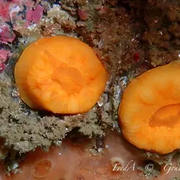 Scarlet-and-gold Star Coral, photo 2