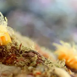 Scarlet-and-gold Star Coral, photo 3