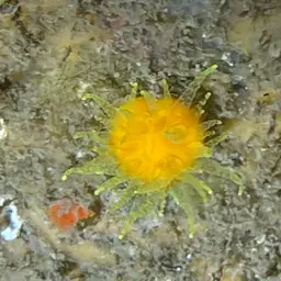 Scarlet-and-gold Star Coral, photo 5
