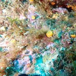 Scarlet-and-gold Star Coral, photo 6