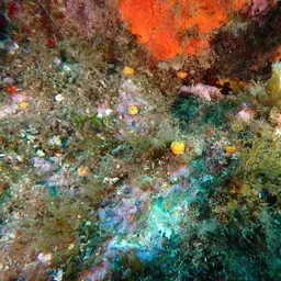 Scarlet-and-gold Star Coral, photo 7
