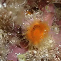Scarlet-and-gold Star Coral, photo 8