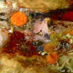 Scarlet-and-gold Star Coral, photo 9