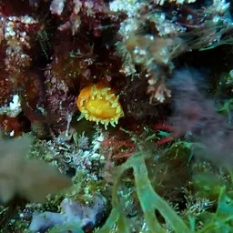 Scarlet-and-gold Star Coral, photo 10