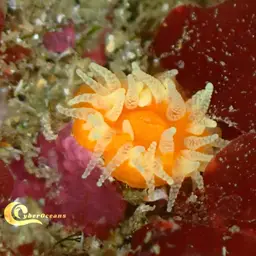 Scarlet-and-gold Star Coral, photo 11