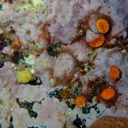 Scarlet-and-gold Star Coral, photo 12