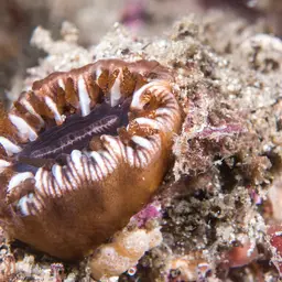 Balanophyllia spongiosa, photo 1