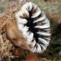 Balanophyllia spongiosa, photo 2