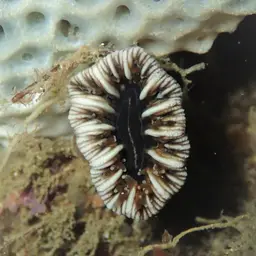 Balanophyllia spongiosa, photo 3