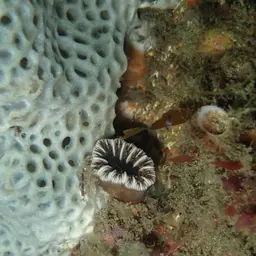 Balanophyllia spongiosa, photo 4
