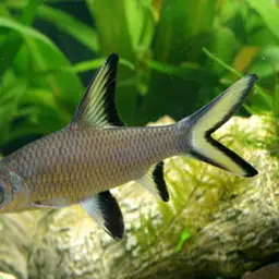 Bala Shark