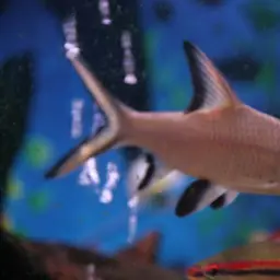 Bala Shark, photo 3