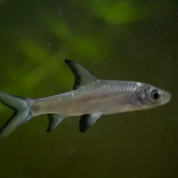 Bala Shark, photo 4