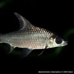 Bala Shark, photo 5