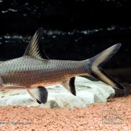 Bala Shark, photo 6