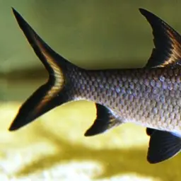 Bala Shark, photo 7