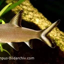 Bala Shark, photo 8
