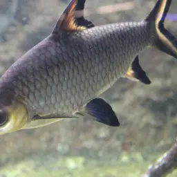 Bala Shark, photo 9