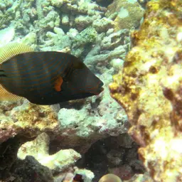 Orangestriped Triggerfish, photo 2