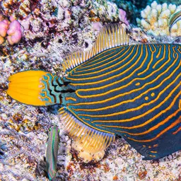 Orangestriped Triggerfish, photo 3