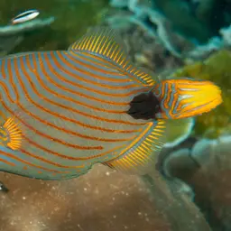 Orangestriped Triggerfish, photo 4