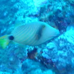 Orangestriped Triggerfish, photo 5